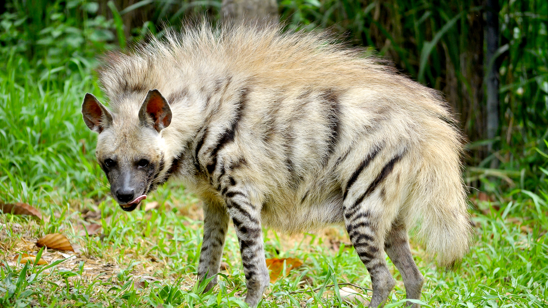 Striped hyaena